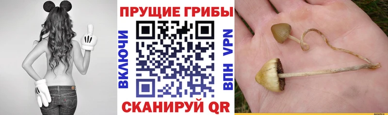 Псилоцибиновые грибы MAGIC MUSHROOMS  Каменногорск 